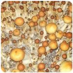 Псилоцибиновые (галлюциногенные)  грибы Psilocybin "Golden Teacher" в Котовске